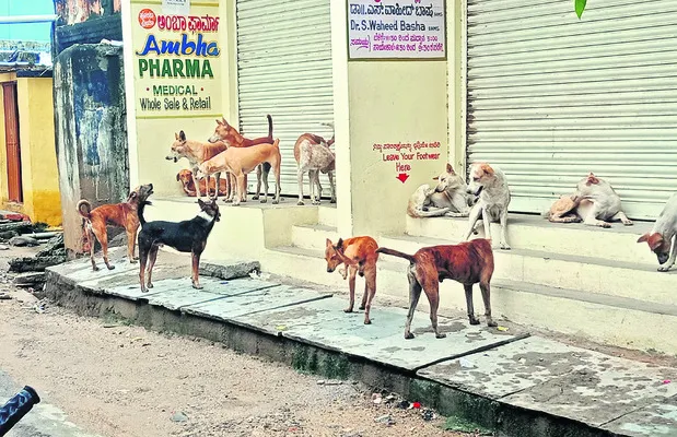 కుక్కల బెడదకు మోక్షమెన్నడో? 
