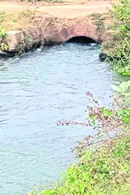 పంటను ముంచేశారు 