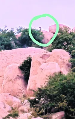 వామ్మో చిరుతలు 
