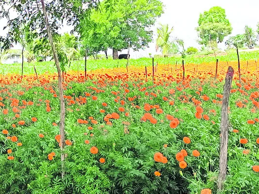 నష్టాల‘బంతి’ 