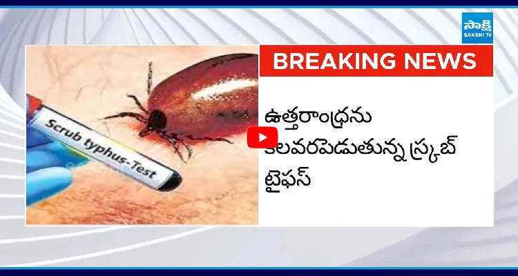 చూడ్డానికి చిన్నది.. కుట్టిందో ..!