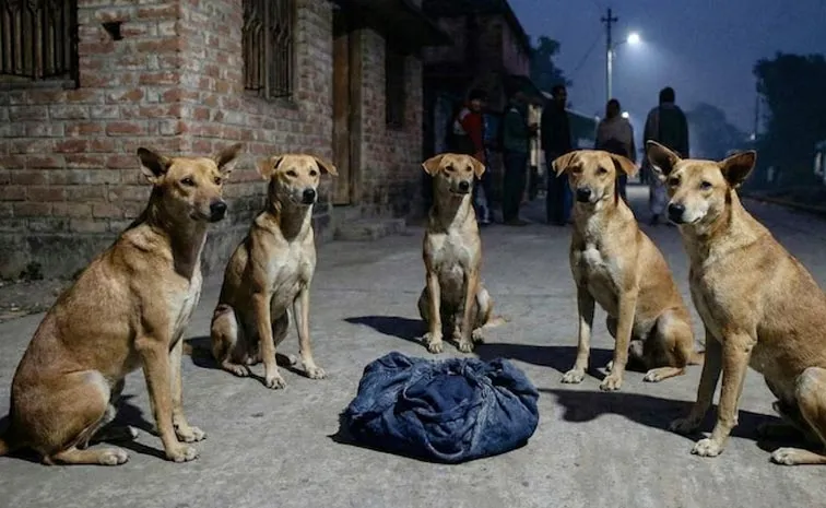 New Born Baby Protected By Stray Dogs Over All Night Viral