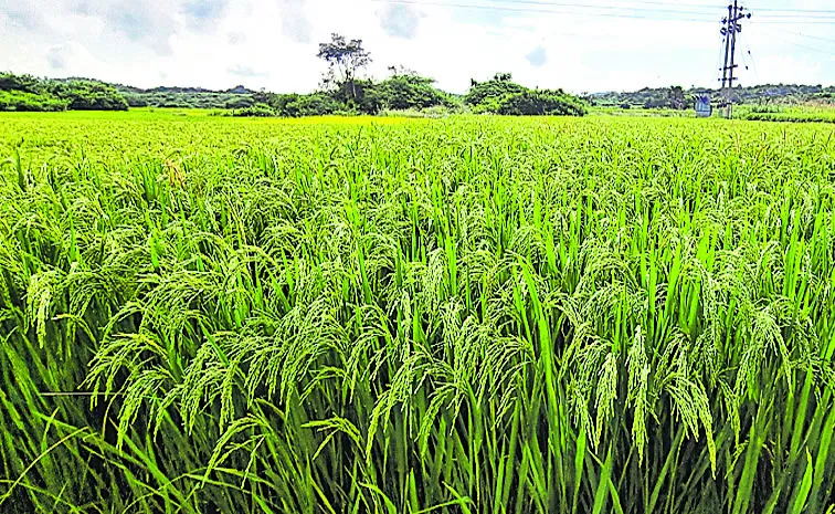 Telangana surpasses Punjab in rice production