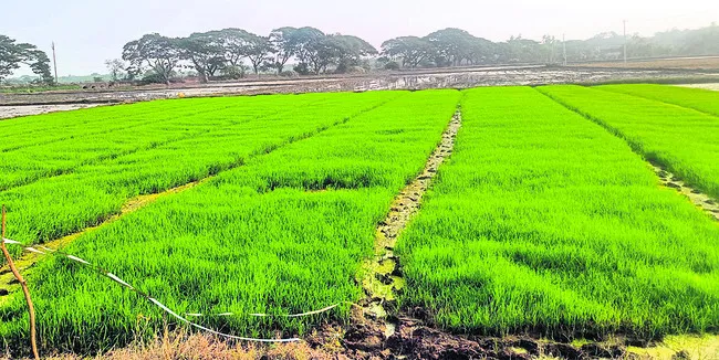 ఎదగని వరినారు