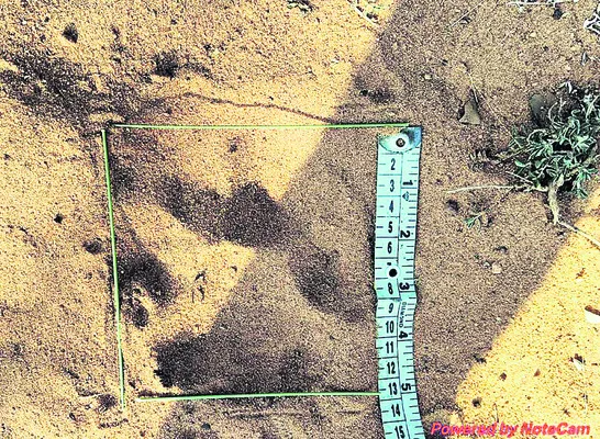 చంద్రవెల్లిలో పులి సంచారం 