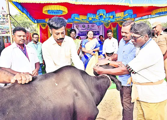 పశువులకు కోమారి వ్యాధి టీకాలు తప్పనిసరి 