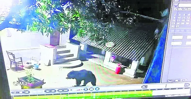 ఎలుగుబంట్ల అలజడి 