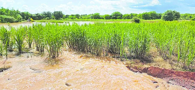 నష్టాల సాగు