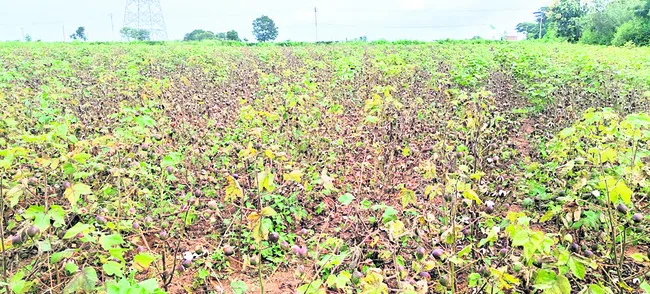 సాగులో నూతన ఒరవడి 