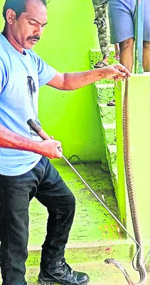 పాములంటే ప్రాణం 