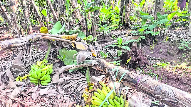 అరటి రైతు ఆగం 