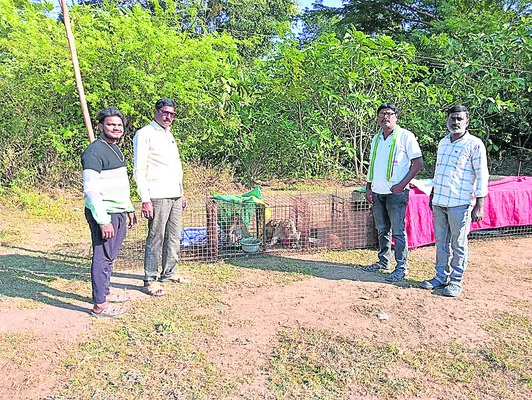 హామీ ఇచ్చారు..  కోతులను పట్టించారు

