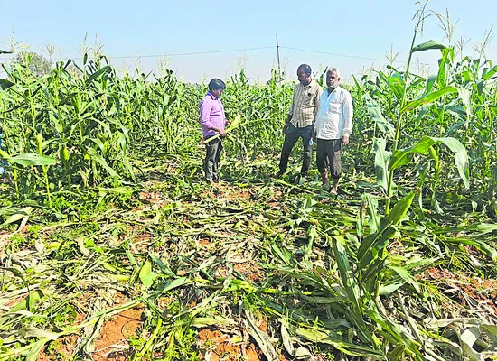 అడవి పందుల బీభత్సం 