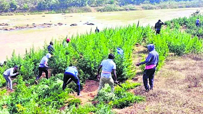 గంజాయి సాగు నిర్మూలన, ప్రత్యామ్నాయ ఉపాధి కల్పన