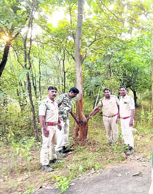 భీమారం అడవుల్లో బెబ్బులి