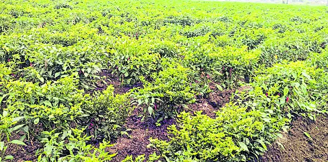 మిర్చిని నల్లిపేస్తున్న పురుగులు 