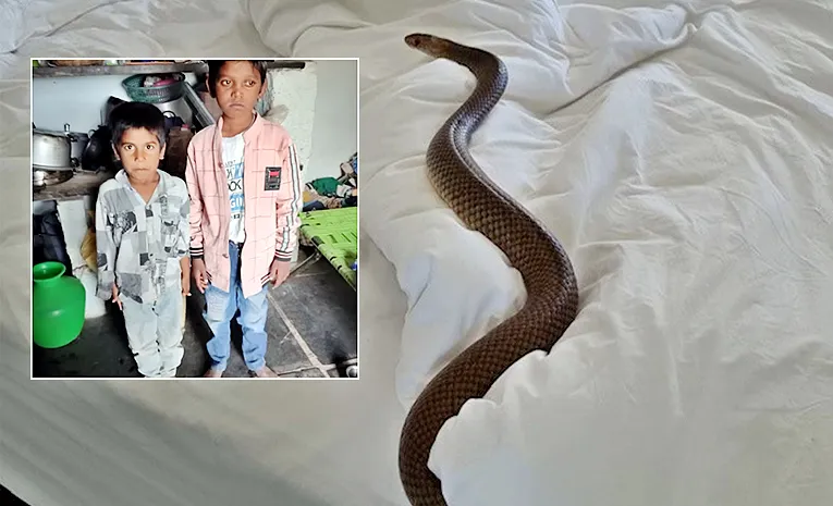 snake bit in anantapur