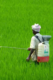 Agrochemical industry set for recovery Crisil