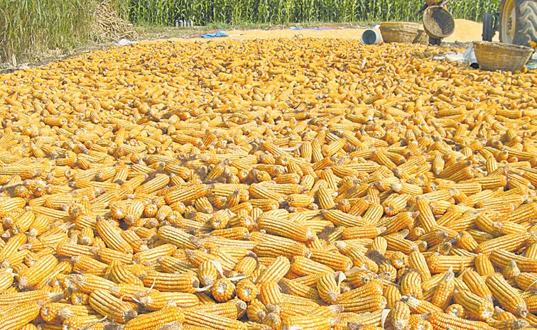 రెక్కలు మక్కలు చేసినా...