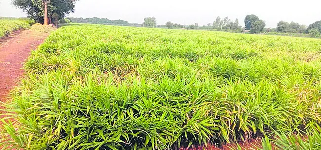 అల్లం రైతులకు ఊరట