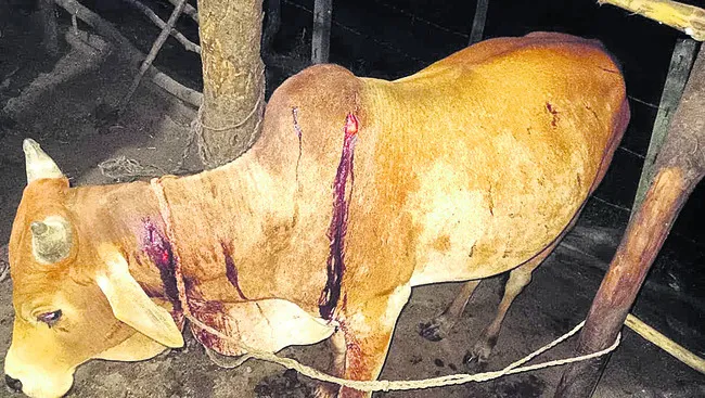 ● ప్రాణభయంతో చెట్టెక్కిన పశువుల కాపరి