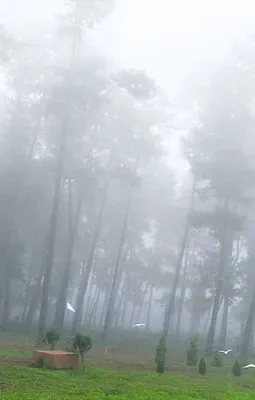 దట్టంగా మంచు, చలి