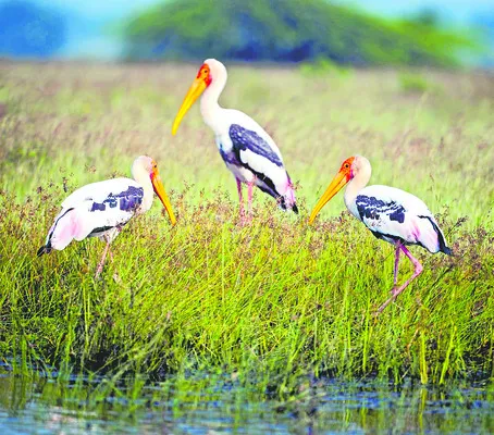 ఎర్ర కాళ్ల కొంగలు కనువిందు 
