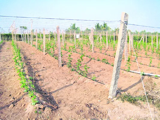 కూరగాయల సాగుకు ప్రోత్సాహం 