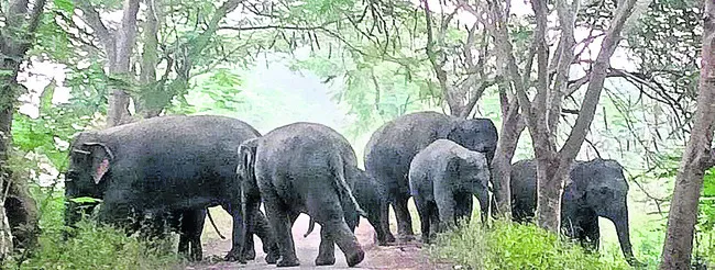 పరజపాడుగదబవలసలో ఏనుగుల తిష్ఠ