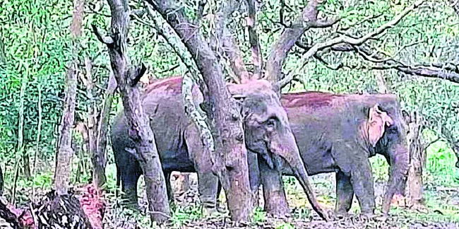 గుమ్మ బ్లాక్‌లో ఏనుగుల సంచారం 