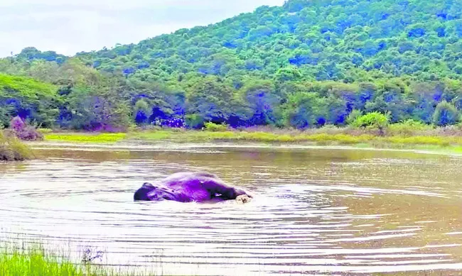 గజరాజులకు మృత్యుగండం 