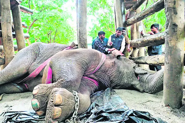 ఎక్కువగా మదపుటేనుగులే.. 