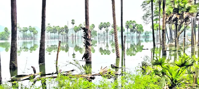 పెరుగుతున్న గోదావరి నీటిమట్టం