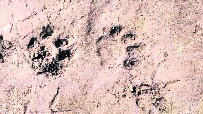 సరిహద్దులో పెద్దపులి