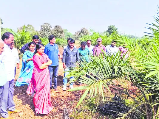 నాణ్యమైన విత్తనంతో మేలు 