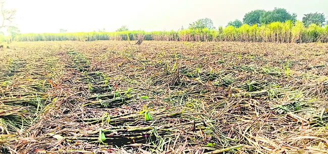 చెరుకు దిగుబడులు అంతంతే!