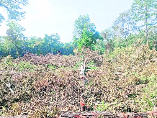 రెండెకరాల్లో పోడు నరికివేత