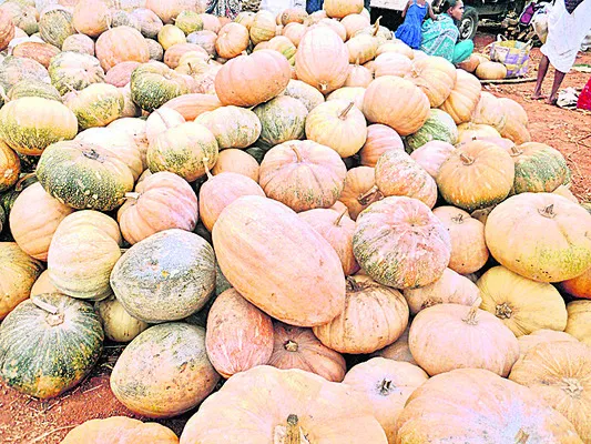 మార్కెట్‌కు మన్యం గుమ్మడి 