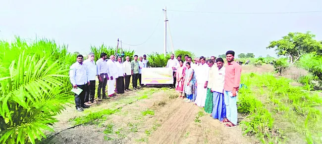 ఆయిల్‌ పామ్‌కు మార్కెట్‌లో డిమాండ్‌ 