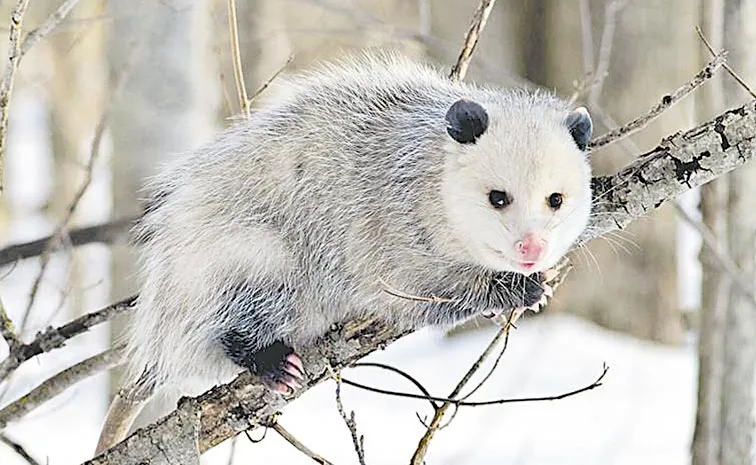 ఆత్మరక్షణకు ‘ఆస్కార్‌’ నటన!