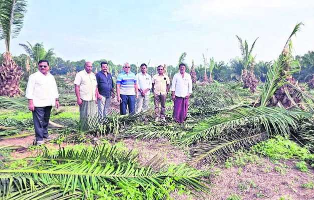 ‘ఐదేళ్ల’ పామాయిల్‌ మొక్కలు నరికివేత
