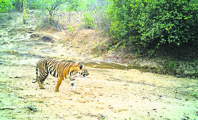 మళ్లీ పులుల అలజడి