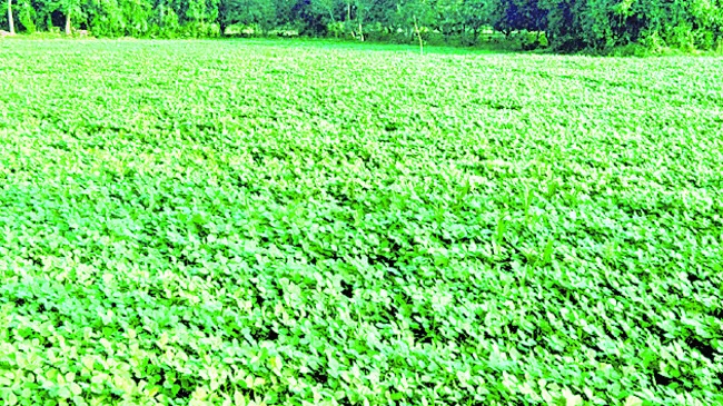 ఎన్‌ఎంఎంఎస్‌ పరీక్షకు 5516 మంది విద్యార్థులు హాజరు 