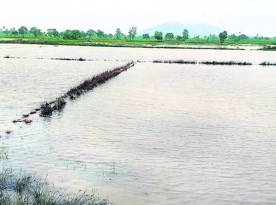 విత్తనాల కోసం వెతుకులాట 