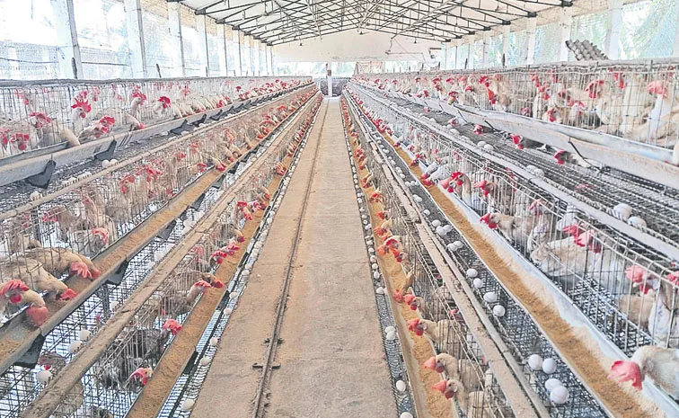 వెరీ 'గుడ్డు'