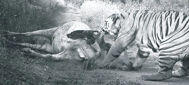 పశువులు బలి!