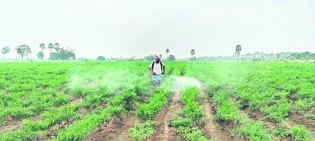 ఎర్ర బంగారానికి నల్ల తామర