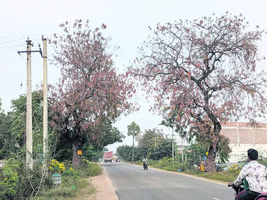 వేప చెట్లకు ౖవెరస్‌ తీవ్రం