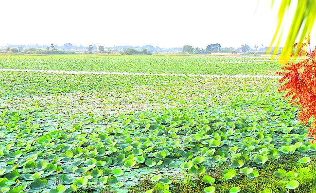 చెరువంతా తామర 