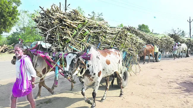 చెరకు రైతు క్రష్‌..!